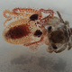 “Foto de otro pulpo bebé tomada por el equipo de buceo (nuevamente encontrado en restos de plástico) atacando y matando a un cangrejo bebé”, publicó el parque el 4 de agosto. “Quizás no son tan monos”